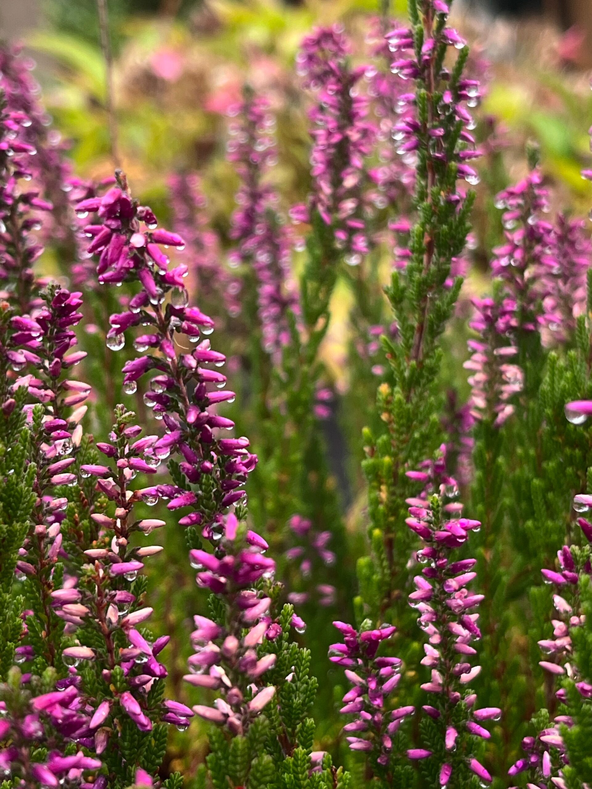 Calluna vulgaris 'Lena'