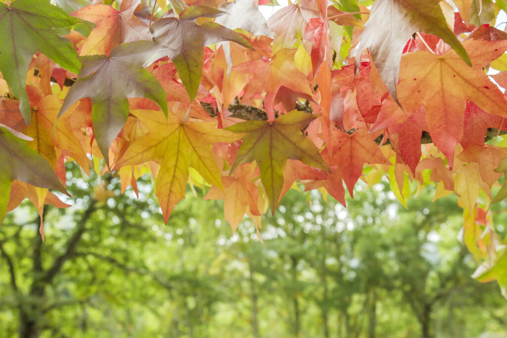 Autumn colour and winter interest trees at Caragh Nurseries