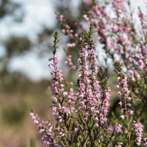 Calluna vulgaris 'Mary Rose'