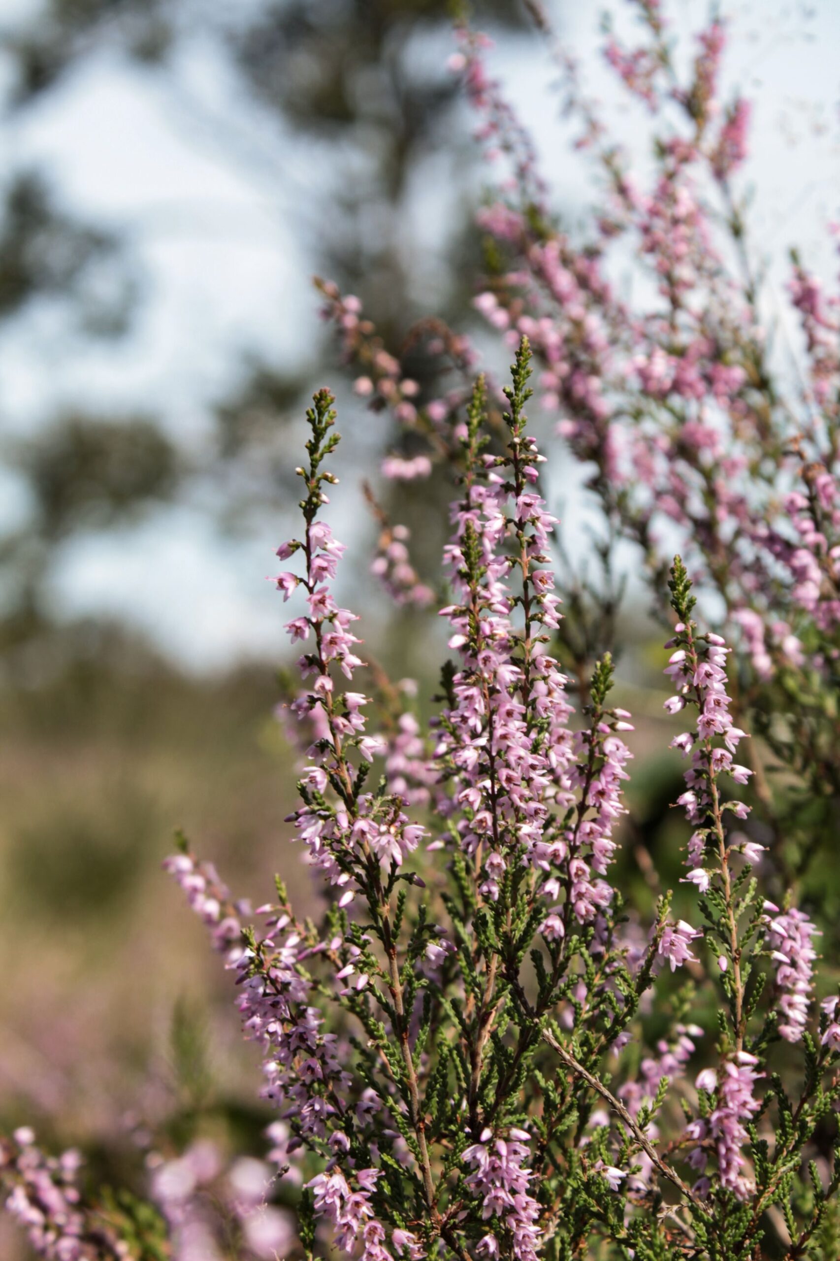 Calluna vulgaris 'Mary Rose'