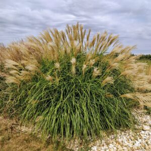 Miscanthus sinensis 'Goliath'