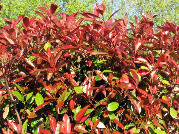 Photinia Red Robin