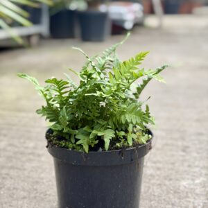 Polypodium vulgare – Common Polypody