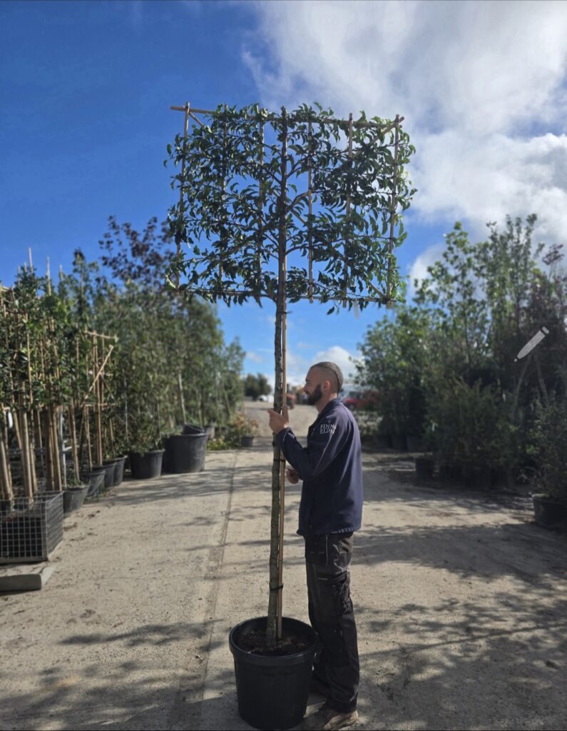 Prunus lusitanica ‘Brenelia’ Espaliers