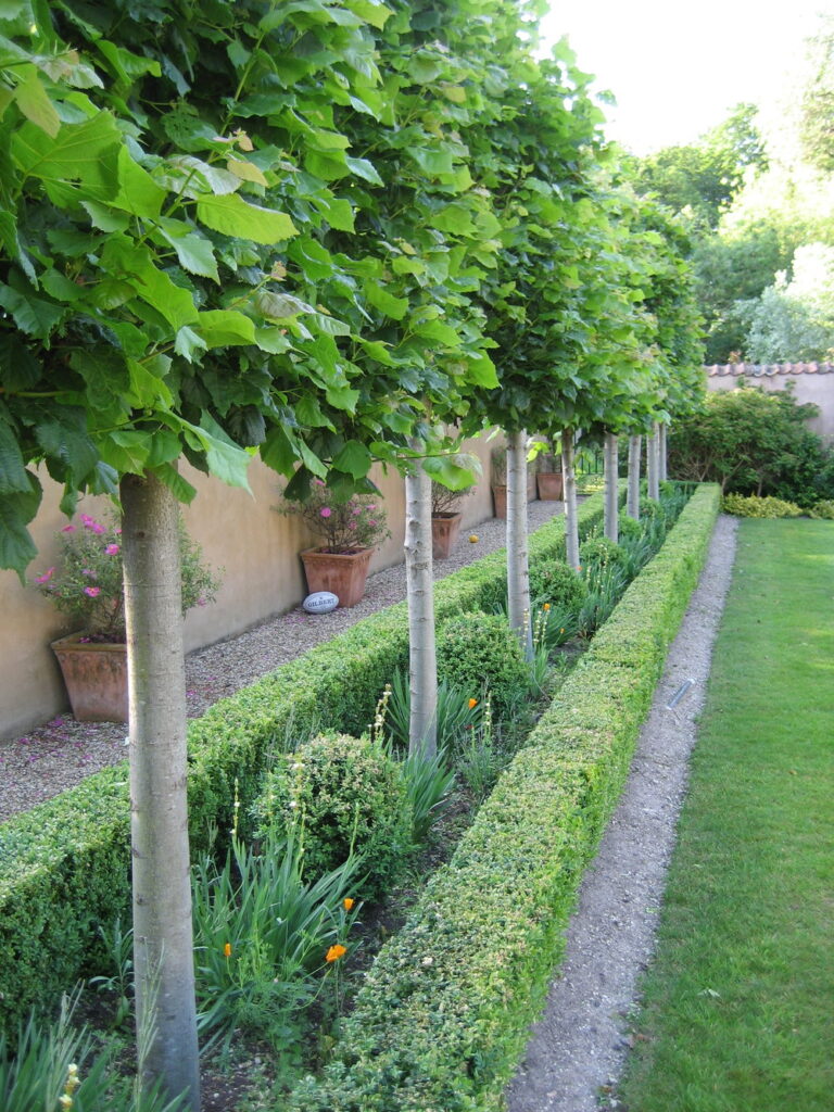 Pyrus Chanticleer Espalier