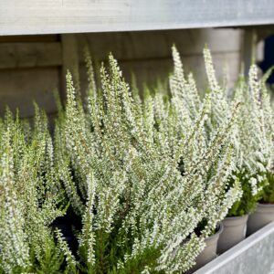 Calluna vulgaris 'Sarah'