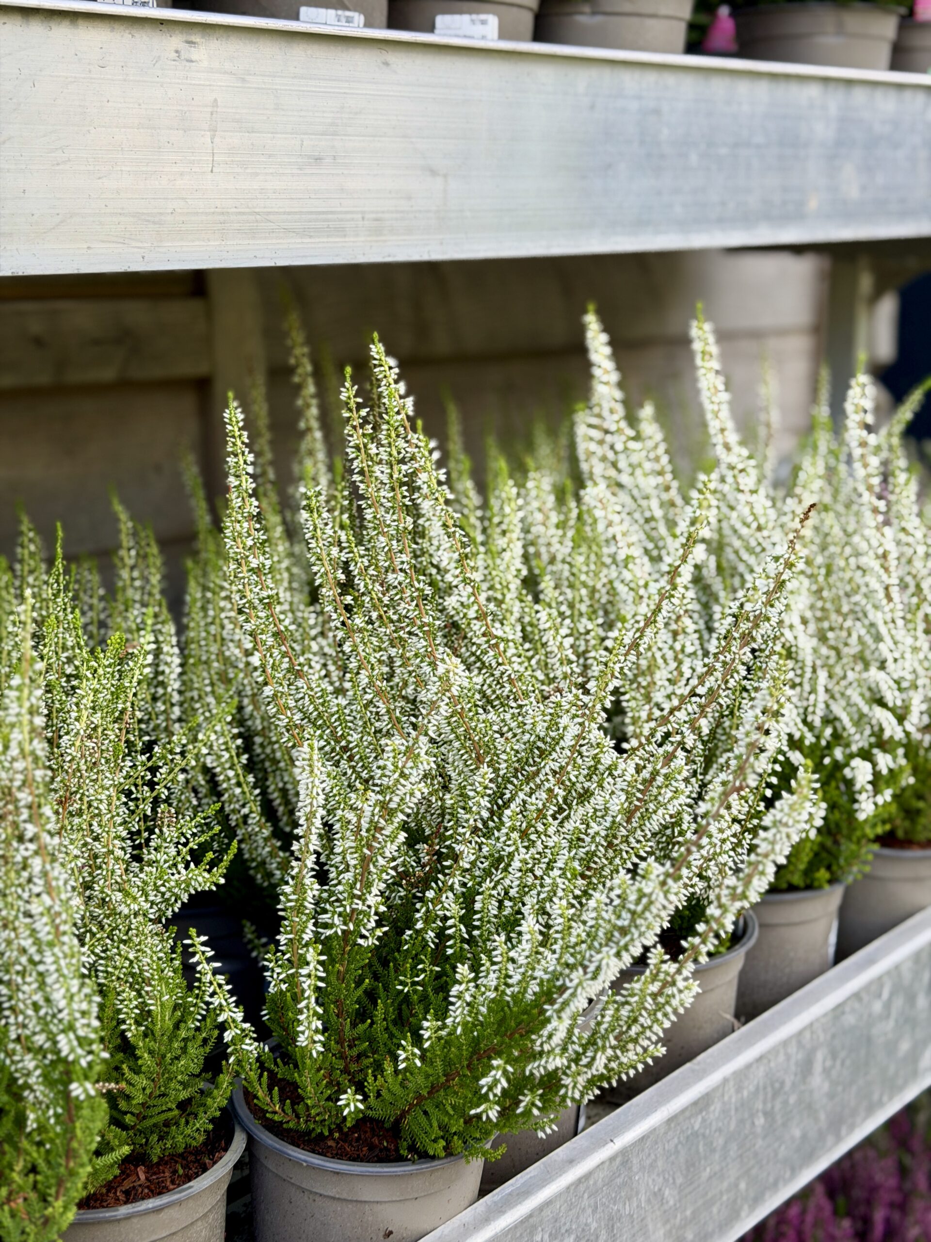 Calluna vulgaris 'Sarah'