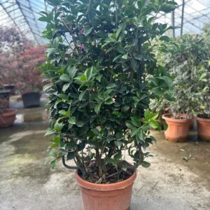 Osmanthus aquifolium Full Frame Espalier