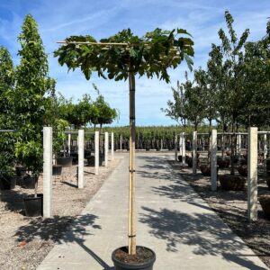Morus alba 'Fruitless' — Roof Form