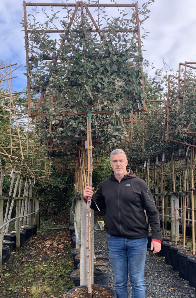 Elaeagnus ebbengei Standard Espalier