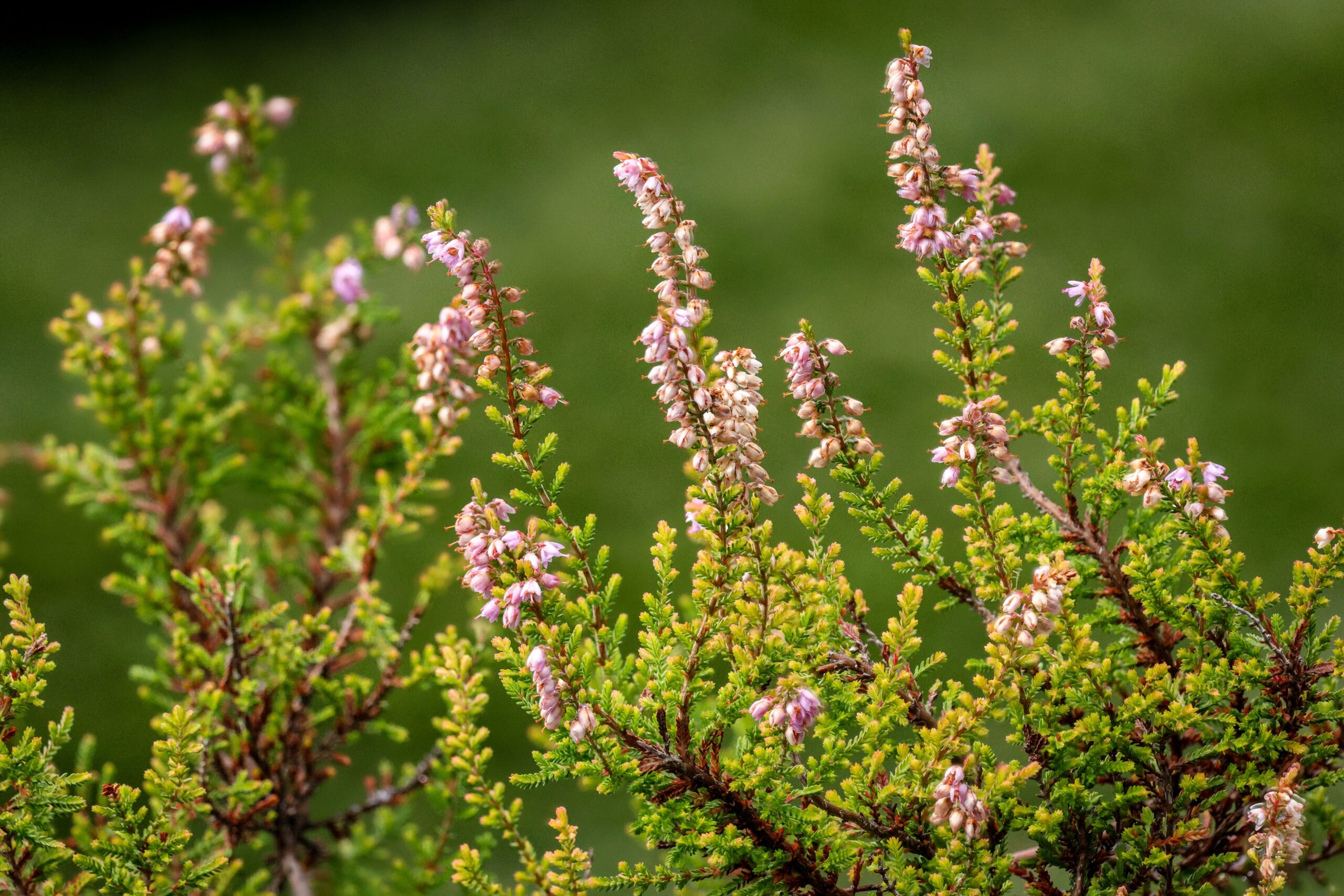 Calluna vulgaris 'Julia'