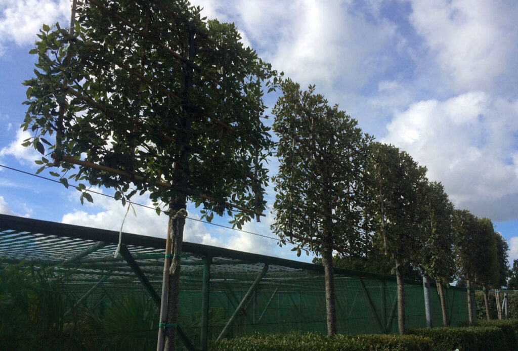 Quercus Ilex Espalier Standard