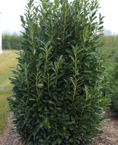 Prunus laurocerasus 'Elly'