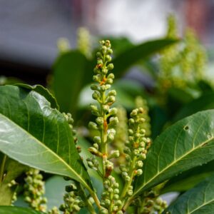 Prunus laurocerasus 'Elly'