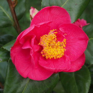 Camellia japonica 'Dr King'