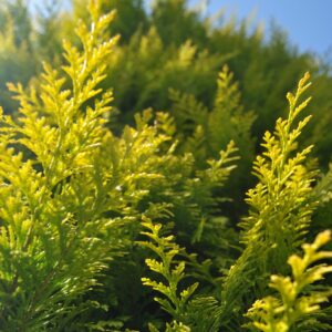 Thuja occidentalis 'Pyramidalis Compacta'