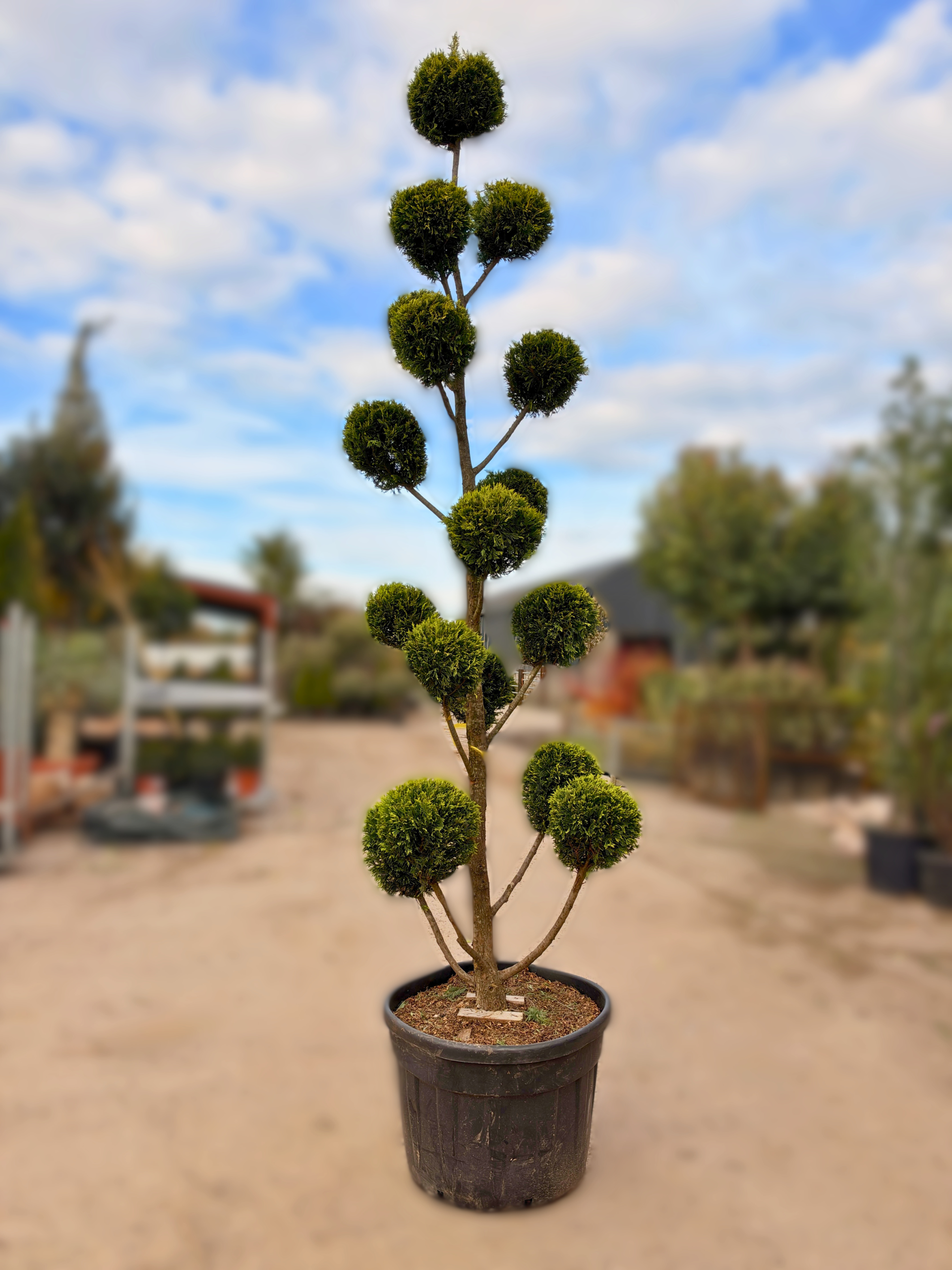 Cupressocyparis leylandii 'Gold Rider': Clipped Topiary