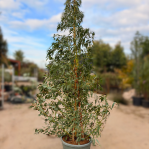 Eucalyptus rostrata: Multi-Stem (3 Stem)