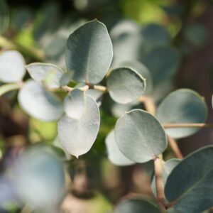 Eucalyptus gunnii 'Azura'