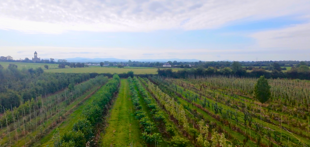 Field-Grown Trees in Ireland