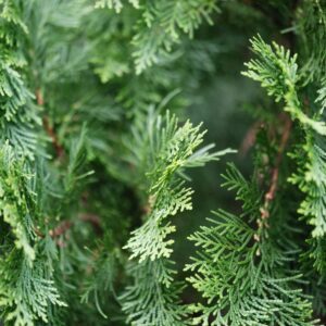 Thuja occidentalis 'Brabant'