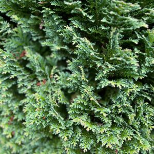 Chamaecyparis lawsoniana 'Yvonne'