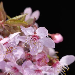 Prunus 'Jacqueline'