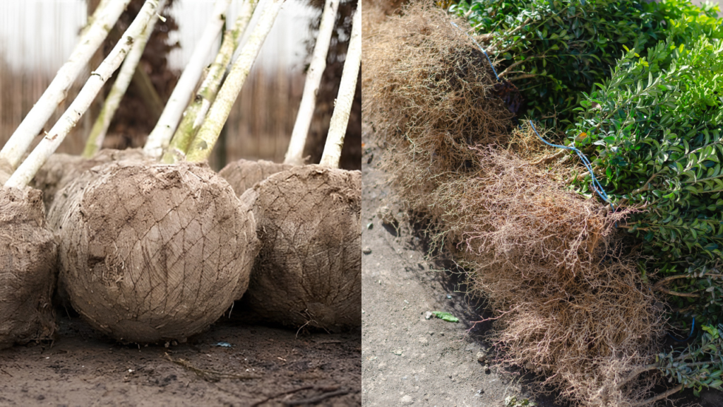 Rootball vs Bare-root