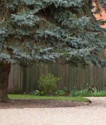 2H542EF Crown lifting or skirtlifting, a conifer tree with lower branches removed to add light and space to a UK garden