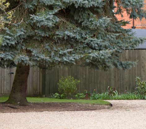 2H542EF Crown lifting or skirtlifting, a conifer tree with lower branches removed to add light and space to a UK garden