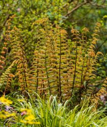 2X31BGA Golden young, unfurling fronds of the selected form of the hardy alpine wood fern, Dryopteris wallichiana 'Jurassic Gold'