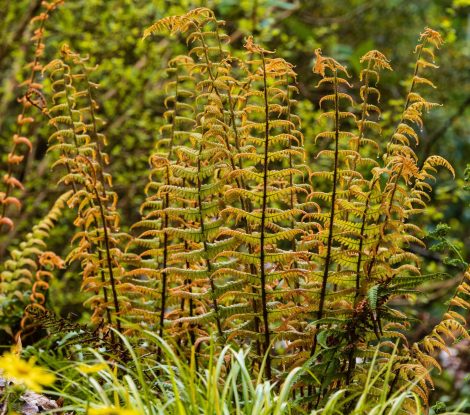 2X31BGA Golden young, unfurling fronds of the selected form of the hardy alpine wood fern, Dryopteris wallichiana 'Jurassic Gold'
