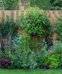 3DWDX86 A vibrant garden against a wooden fence showcasing lush green foliage, colorful flowering plants, and various shrubs, creating a serene outdoor space