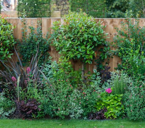 3DWDX86 A vibrant garden against a wooden fence showcasing lush green foliage, colorful flowering plants, and various shrubs, creating a serene outdoor space
