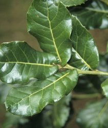 ACWRPP Himalayan Oak Quercus semecarpifolia adult leaf