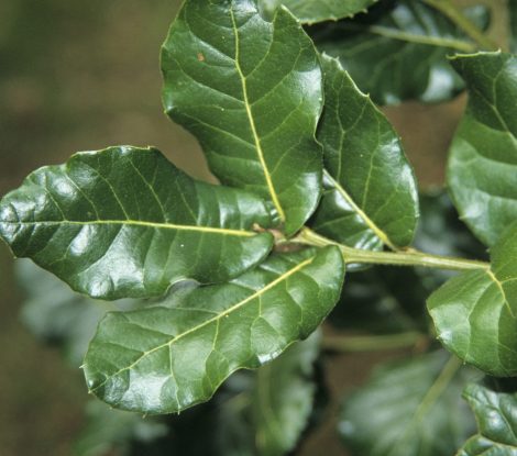 ACWRPP Himalayan Oak Quercus semecarpifolia adult leaf
