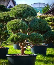 Bonsai 9