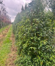 CAE657E5-05BB-434F-AA8E-1C3473E3A6A3