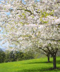 Tree with White Spring Blossoms of Cherry in the Garden. Sunny Day.