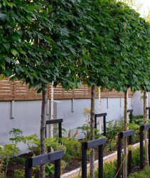 RB2AH4 pleached hornbeam,newly planted,decisuous tree,trees,pleached,shield,shielding,screen,screening,privacy,garden,seclusion,secluded,gardens,garden design,RM Floral
