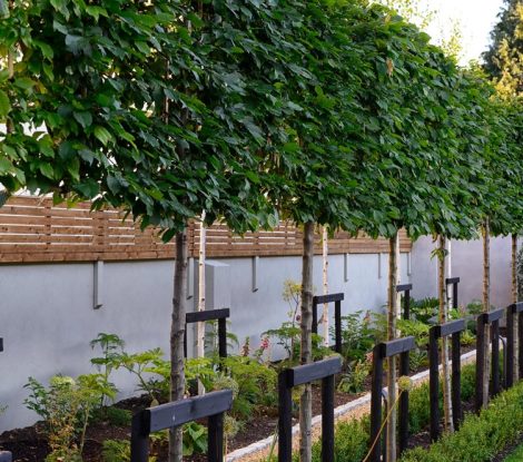 RB2AH4 pleached hornbeam,newly planted,decisuous tree,trees,pleached,shield,shielding,screen,screening,privacy,garden,seclusion,secluded,gardens,garden design,RM Floral