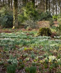 HRRE3X UK, England, Cheshire, Scholar Green, Rode Hall, Gardens, Old Wood, snowdrops in late February