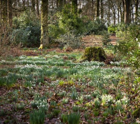 HRRE3X UK, England, Cheshire, Scholar Green, Rode Hall, Gardens, Old Wood, snowdrops in late February