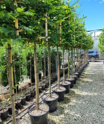 Half standard Hornbeam espalier