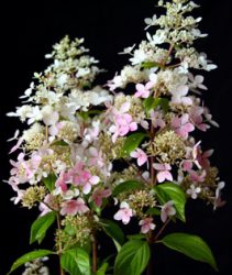 Hydrangea paniculata confetti