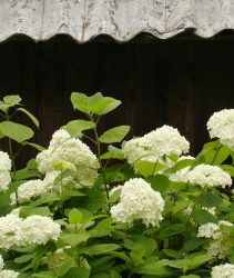 A5BNGR hydrangea