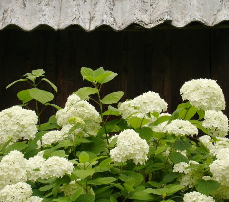 A5BNGR hydrangea