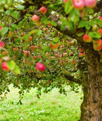 Apple trees in an orchard, with red apples ready for harvest