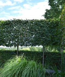 Pleached Trees
