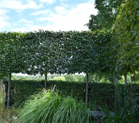 Pleached Trees